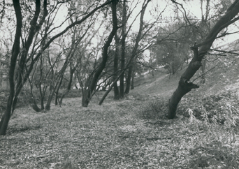 1974 creekside view of Roseville